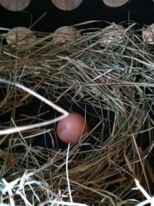 First one!  Adventures in Raising Chickens Image